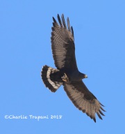 819A7010Zone-tailed_Hawk