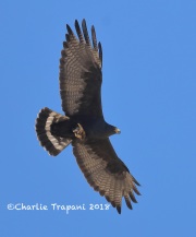 819A7011Zone-tailed_Hawk