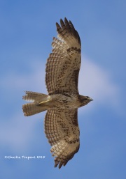 819A7049Red-Tailed_Hawk