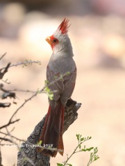 819A7065Pyrrhuloxia