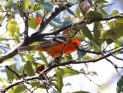 819A7116Flame-Colored_Tanager