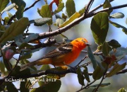 819A7124Flame-colored_Tanager