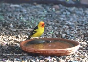 819A7364Western_Tanager