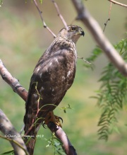 819A7418Cooper_Hawk