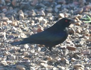 819A7453Bronzed_Cowbird