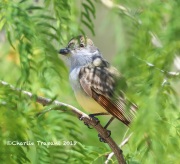 819A7468Ash-throated_Flycatcher