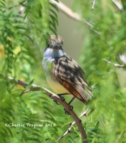 819A7470Ash-throated_Flycatcher