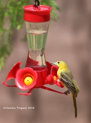 819A7479Hooded_Oriole