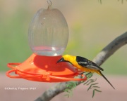819A7483Hooded_Oriole