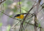 819A7678Yellow-Breasted_Chat