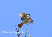 819A7721Thick-billed_Kingbird