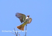 819A7725Thick-billled_Kingbird