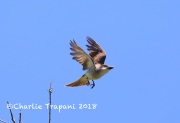819A7732Thick-billed_Kingbird