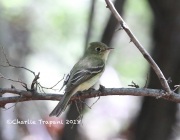 819A7749Pacific-Slope_Flycatcher