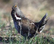 6S3A8496Dusky_Grouse