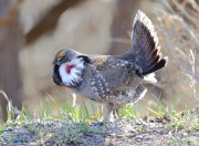 6S3A8525Dusky_Grouse