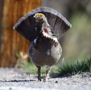 6S3A8554Dusky_Grouse