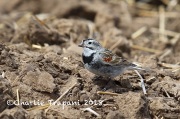 6S3A9187McCown's_Longspur