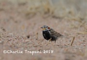 6S3A9300Chestnut-collared_Longspur