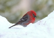 819A4620Pine_Grosbeak