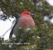 819A4639Pine_Grosbeak