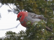 819A4644Pine_Grosbeak