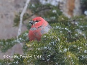 819A4647Pine_Grosbeak