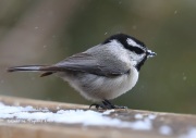 819A4659Mountain_Chickadee