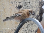 819A4687Brown-capped_Rosy-Finch