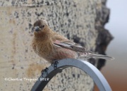 819A4691Brown-capped_Rosy-Finch