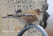 819A4695Brown-capped_Rosy-Finch