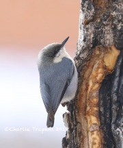 819A4710Pygmy_Nuthatch
