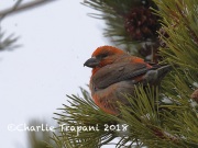 819A4719Red_Crossbill