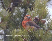 819A4734Red_Crossbill