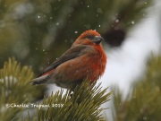 819A4787Red_Crossbill