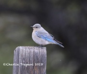 819A4844Mountain_Bluebird