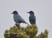 819A4903Pinyon_Jays