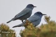 819A4919Pinyon_jays