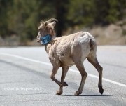819A4988Female_Bighorn_Sheep
