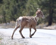 819A4994Female_Bighorn_Sheep