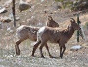 819A5003Female_Bighorn_Sheep