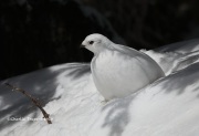 819A5095White-tailed_Ptarmigan
