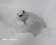 819A5096White-tailed_Ptarmigan