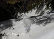 819A5097White-tailed_Ptarmigan
