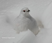 819A5103White-tailed_Ptarmigan