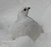 819A5106White-tailed_Ptarmigan