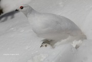 819A5113White-tailed_Ptarmigan