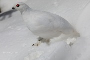 819A5117White-tailed_Ptarmigan