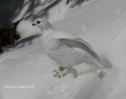 819A5127White-tailed_Ptarmigan