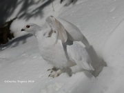 819A5133White-tailed_Ptarmigan